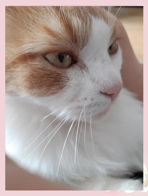 小猫胡须都断了咋回事