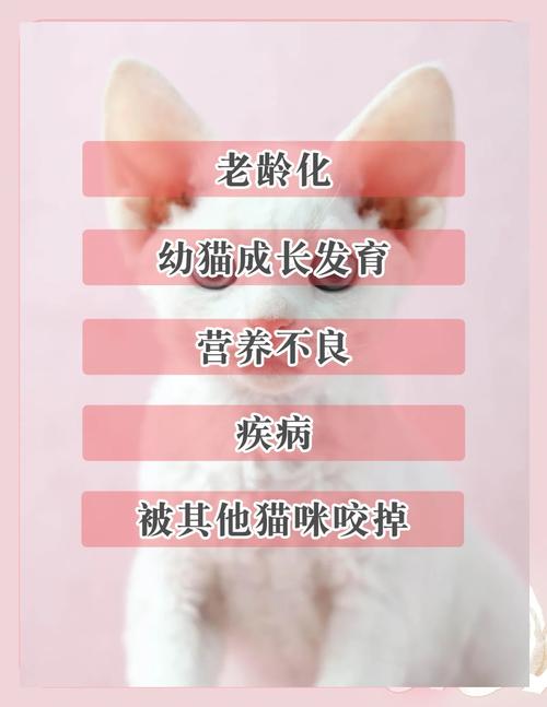 猫的胡子断了是怎么回事