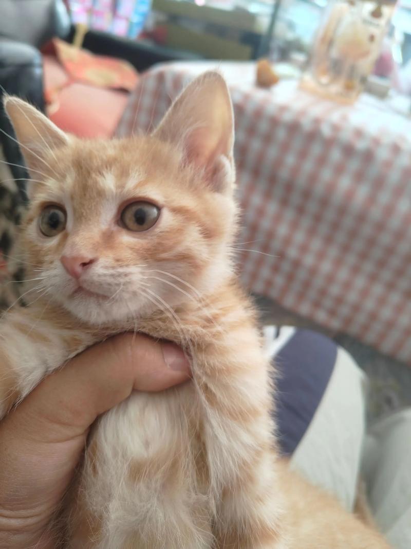 猫咪胡须断裂的原因有哪些?