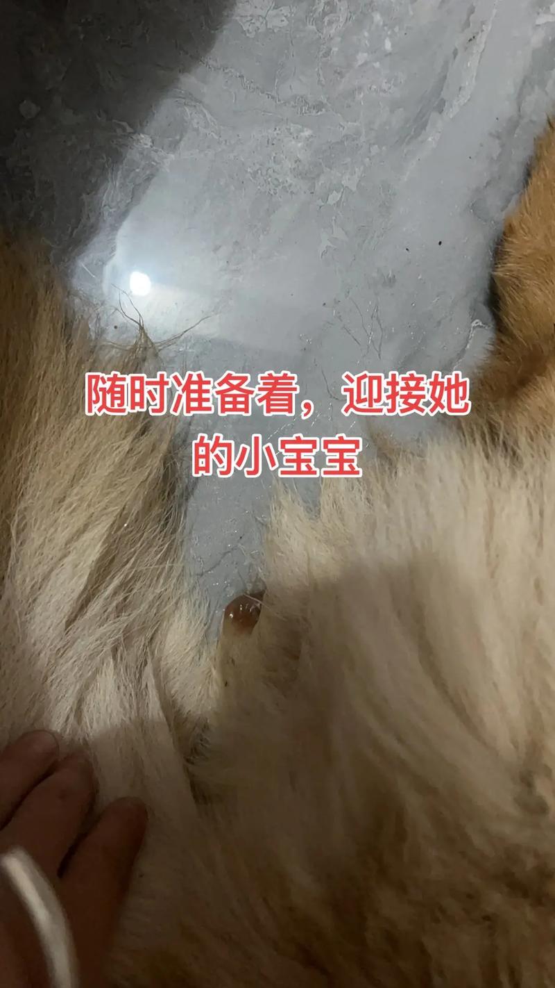 狗狗宫缩多久可以生产