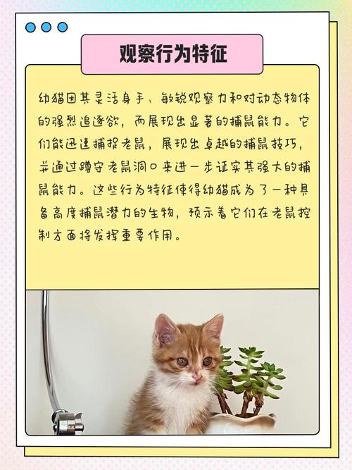 猫咪通常是近视眼吗?蚂蚁庄园