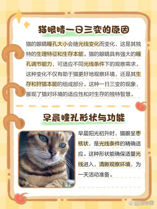 猫咪眼睛为什么没有近视