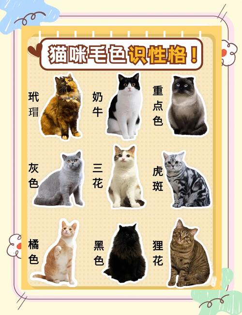 灰色的猫是什么品种?