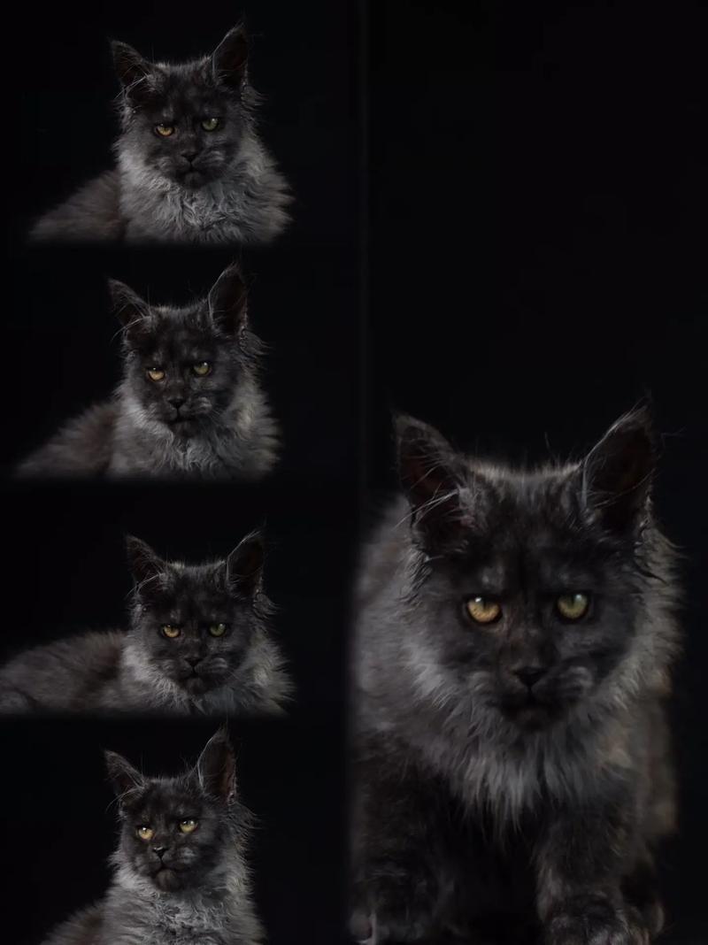 什么品种猫是灰色的?