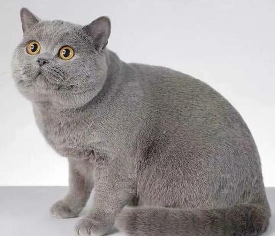 国家有几种猫灰色的猫