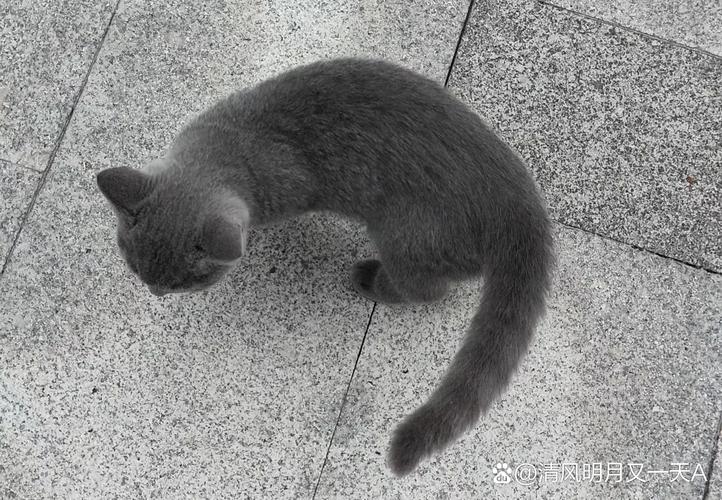 灰色猫咪是什么品种