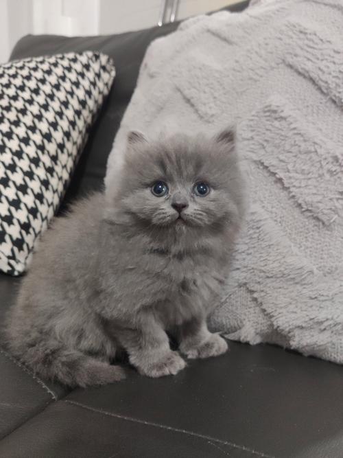 我想知道我家灰色的长毛猫是什么品种的?