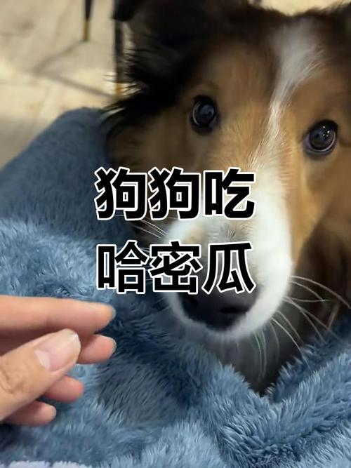狗最爱吃的10种水果
