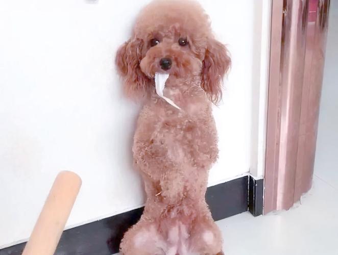 狗狗害怕的惩罚方式!!