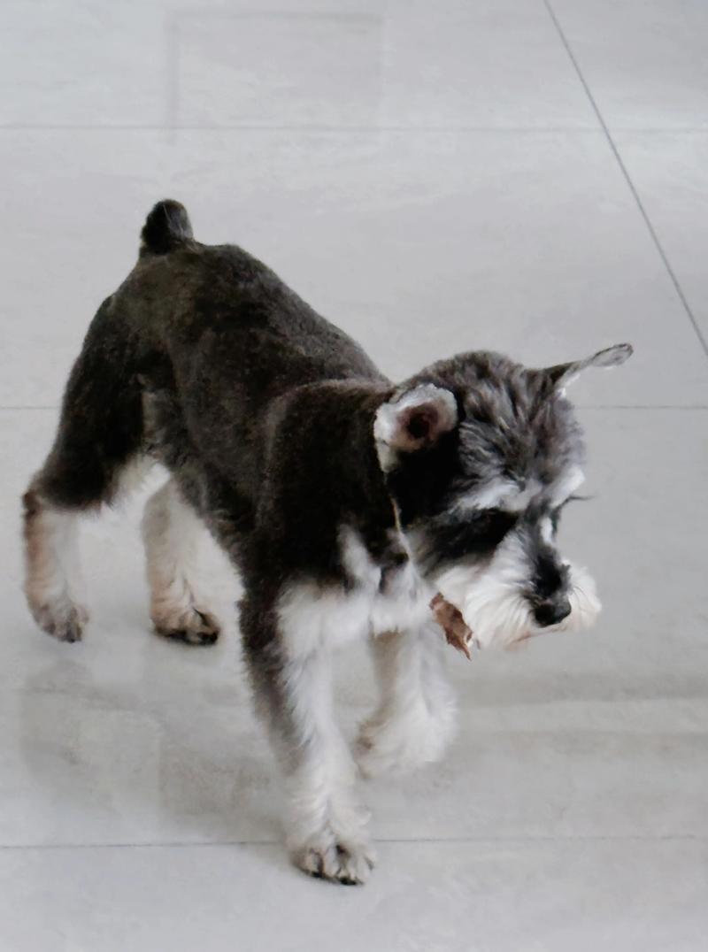 雪纳瑞公狗多大抬脚尿尿