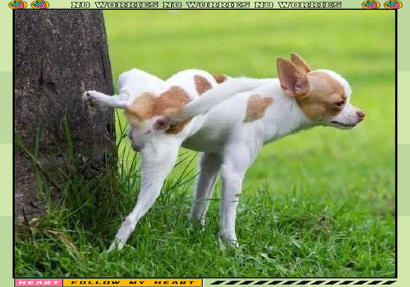 狗什么时候能学会抬腿撒尿