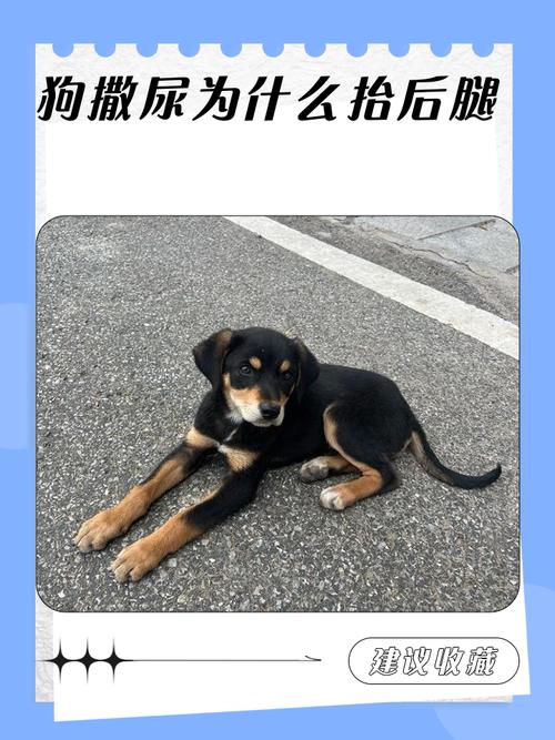 狗狗撒尿为什么要抬起后腿