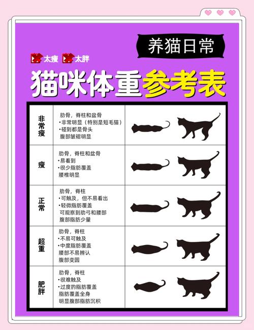 猫咪不要太胖了!_不同猫咪正常体重标准