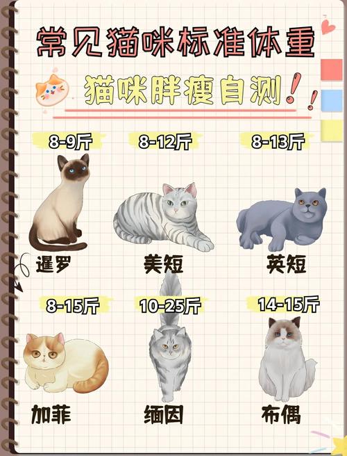 猫咪体重年龄对照表