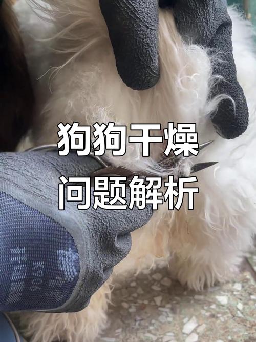 狗拉不出来屎怎么办