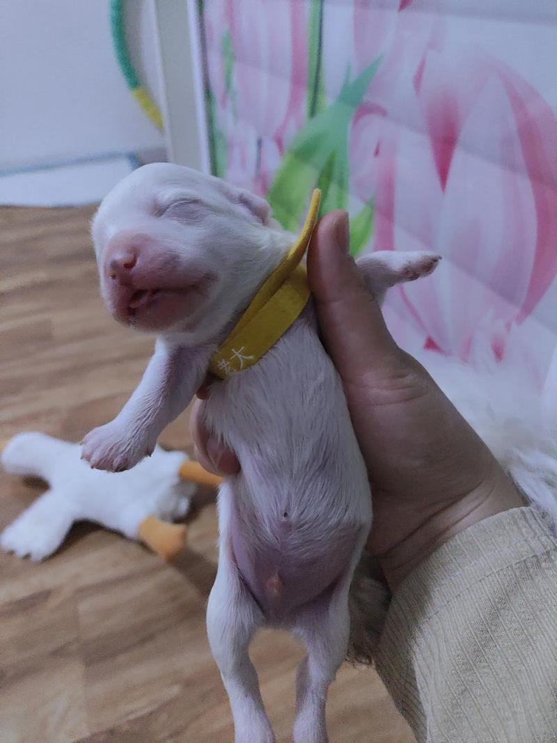 我家狗狗是比熊,4月1号~4月2号交配,4月3号怀孕,多少天能生?多少天...