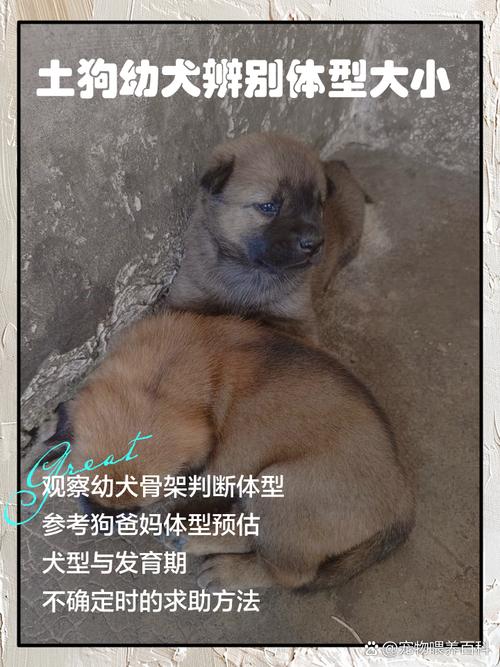 土狗怀孕后几个月生小狗?