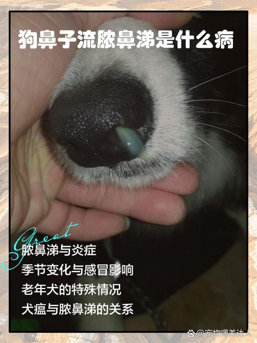 狗狗鼻子呛到了怎么办