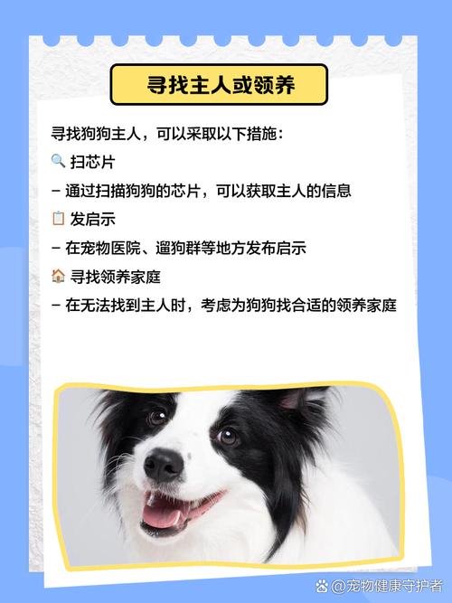 捡到狗狗要怎么处理