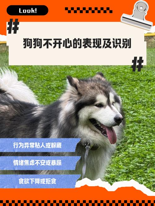 狗狗的这些表现,是有事告诉你,它们不开心了!