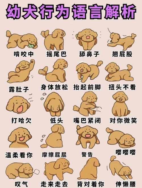 如何哄一只狗狗开心?