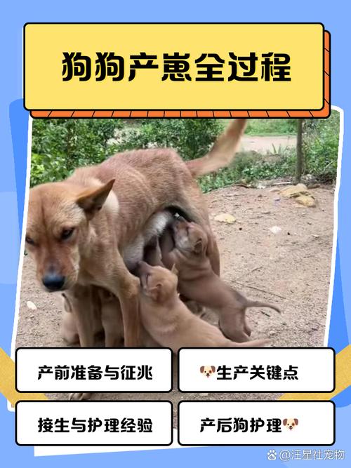 狗狗难产时怎么掏出来