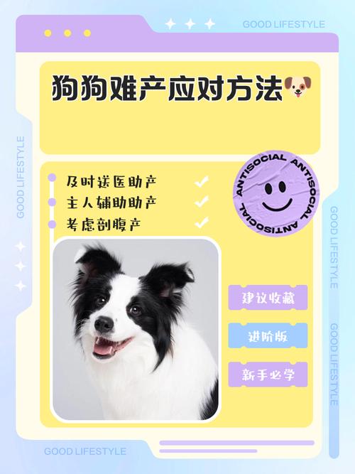 母犬难产怎么办?如何处理难产的狗狗