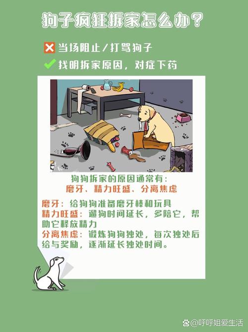 狗狗这5大坏习惯千万别纵容?