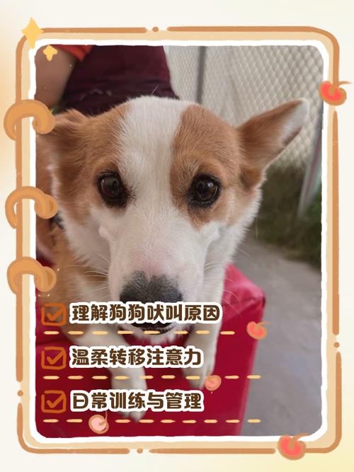 狗狗训练方法/养成好习惯