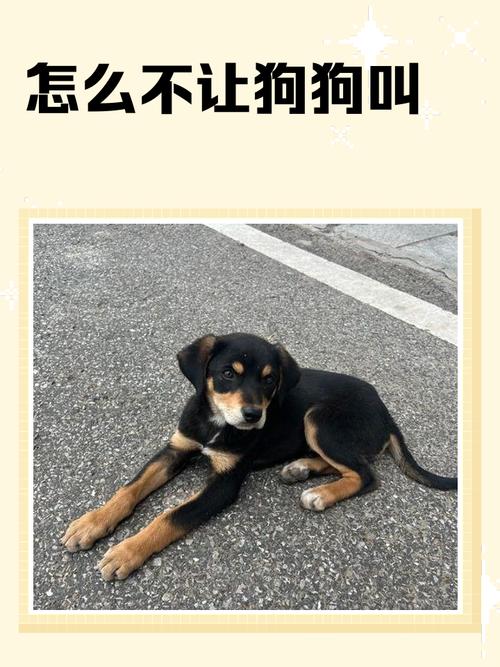 幼犬到家乱叫怎么办?