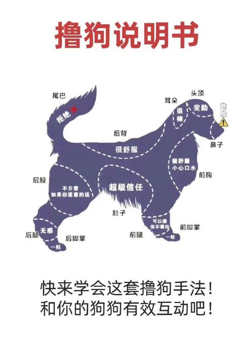 如何训练狗狗叼东西,怎样训练狗狗叼东西