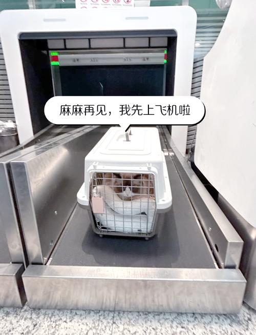 猫猫坐高铁如何办托运-铁路资讯