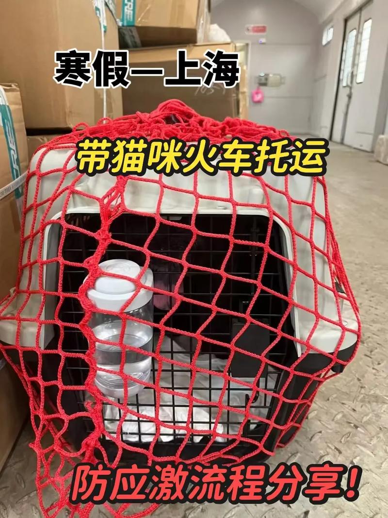 猫咪坐高铁需要办理什么,猫咪做高铁需要办理的手续
