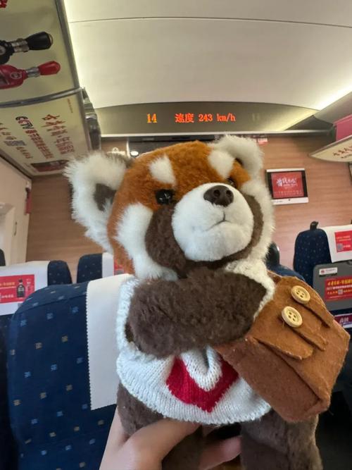 坐高铁回家猫咪怎么带