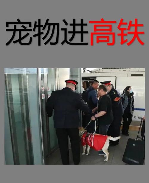 高铁可以带猫吗猫书包