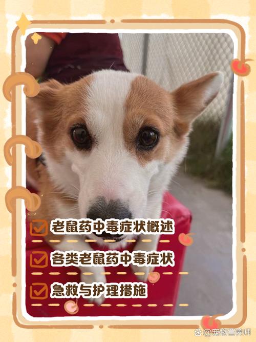 怎么确认狗狗有没有吃老鼠药