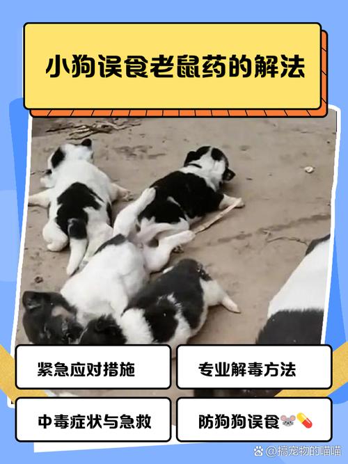 狗狗吃老鼠药会出现哪些症状?如何进行急救呢?