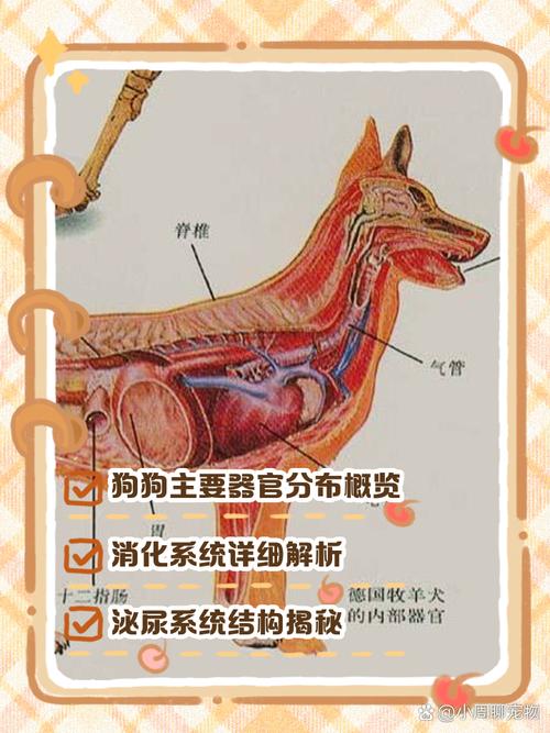 狗狗膀胱三角区一圈滤泡