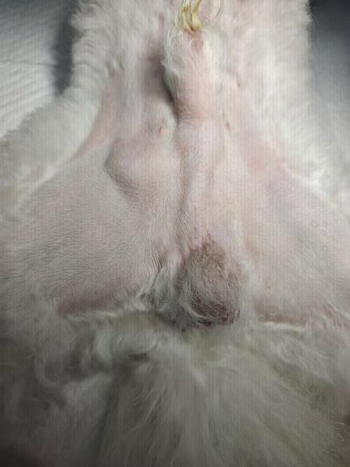 狗狗只有一个膀胱是什么原因?