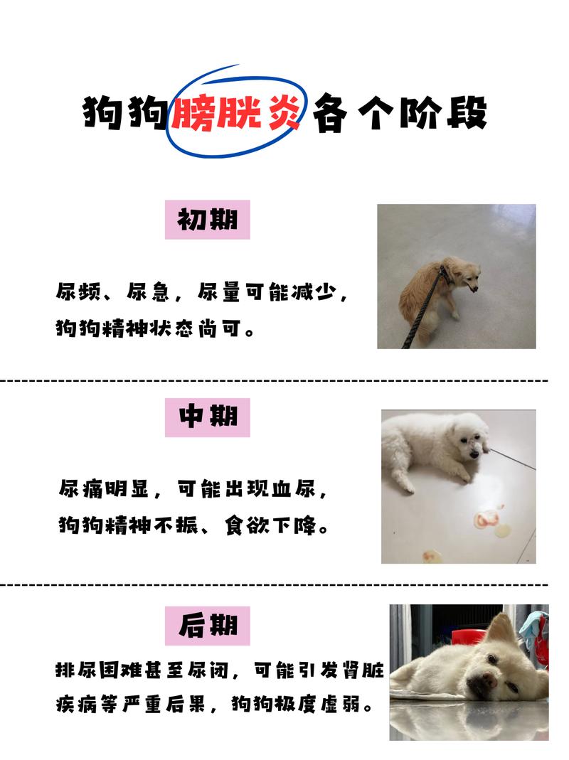 狗狗膀胱炎的症状有哪些