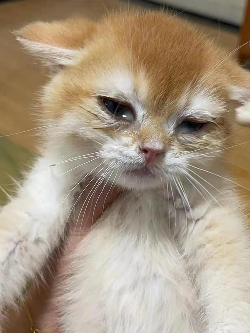 猫咪今天突然频繁打喷嚏