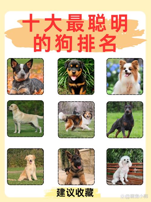 博美幼犬喂养的正确方法