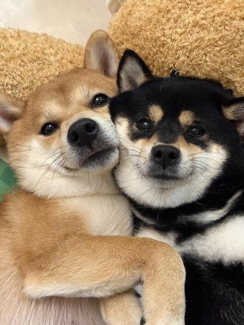 “超可爱”的6种狗,看到都让人心动!