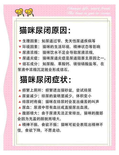 猫一般几小时尿一次