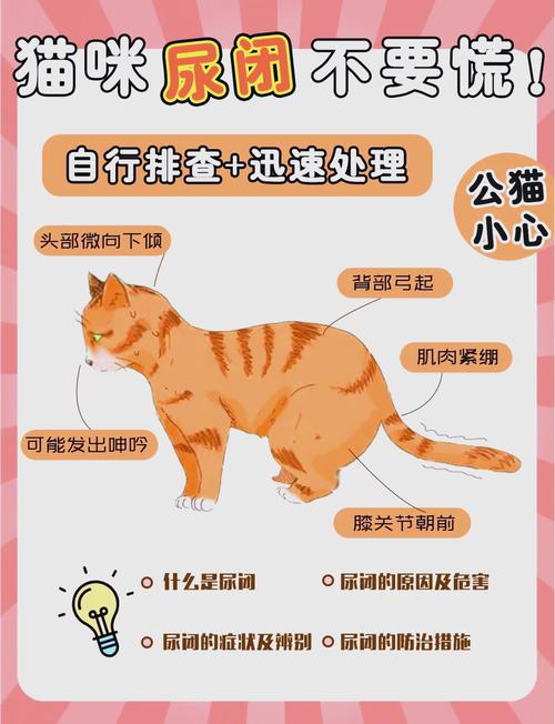 猫一天尿几次是正常的
