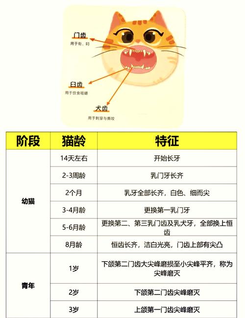 猫咪需要刷牙吗?多久刷一次合适呢?