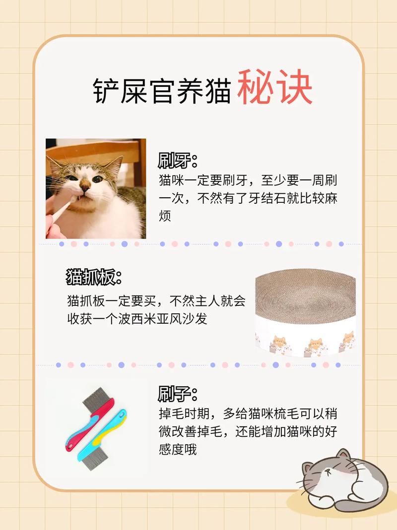 猫咪护理常识