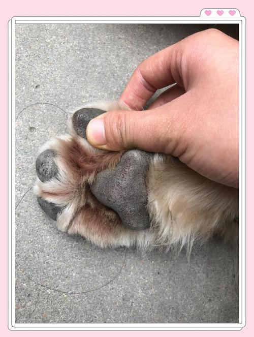 狗狗脚掌温热正常吗为什么