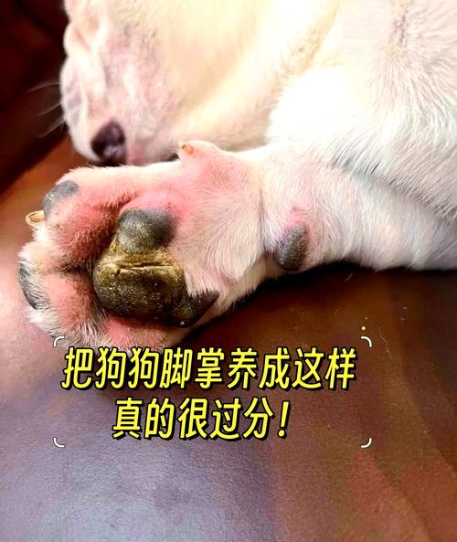 狗狗脚掌热烫是怎么回事