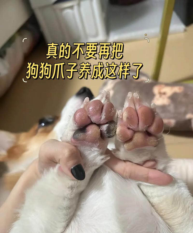 狗狗脚掌发热正常吗
